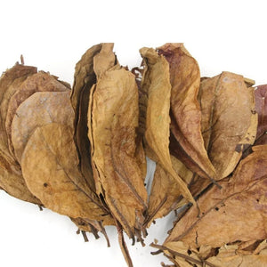 Natural Terminalia Catalpa Leaves Cleaning Treatment